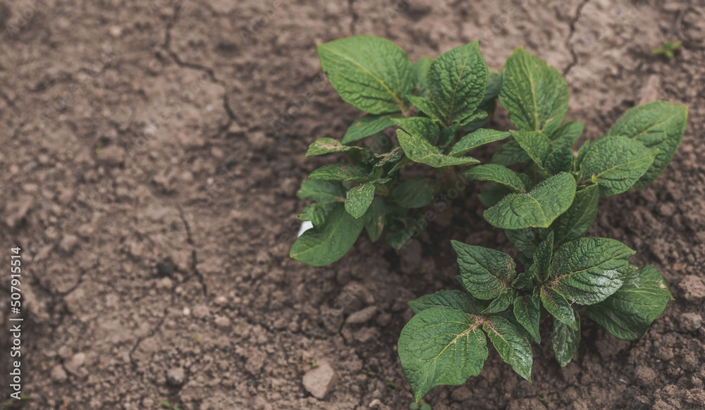 Sprout close-up. Soil with a young plant. Planting potato seedlings in the ground. The concept of nature conservation and agriculture. Sprout close-up. Soil with a young plant. Planting potato seedlings in the ground. The concept of nature conservation and agriculture.