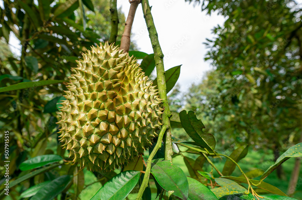 Big durian on the branch in the garden blurred background, agriculture in Thailand, product for export, king of fruit, advertising concept
Big durian on the branch in the garden blurred background, agriculture in Thailand, product for export, king of fruit, advertising concept