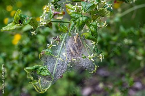 Communal web and eaten leaves from the ermine moth caterpillar, Yponomeuta spp