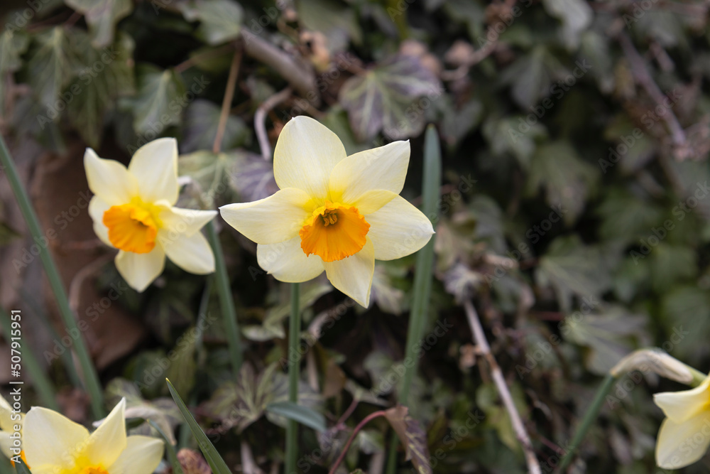 Daffodil (Narcissus pseudonarcissus), also called common daffodil or trumpet narcissus. Beautiful Panoramic Spring Nature background with Daffodil Flowers, selective focus.