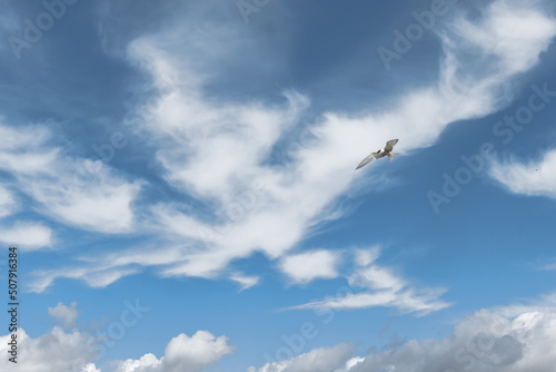 Bird in the blue sky with clouds