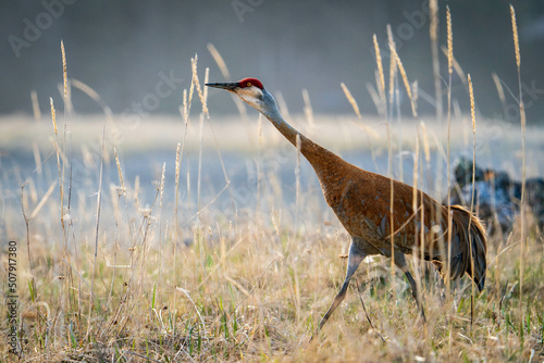 Φωτογραφία Sandhill Crane migrating to breeding grounds in Alaska.