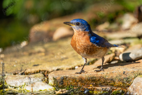 Male Eastern Bluebird perched on a rock