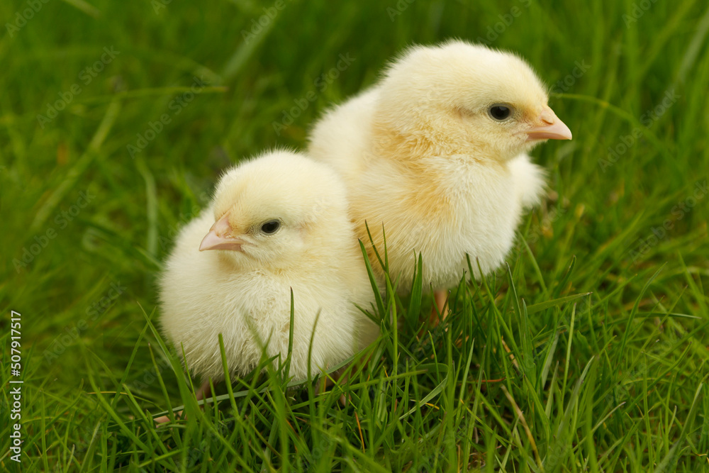 Fototapeta premium chickens sitting in grass