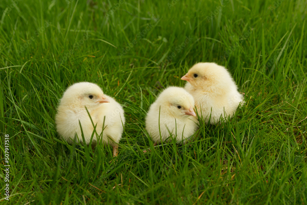 chickens sitting in grass