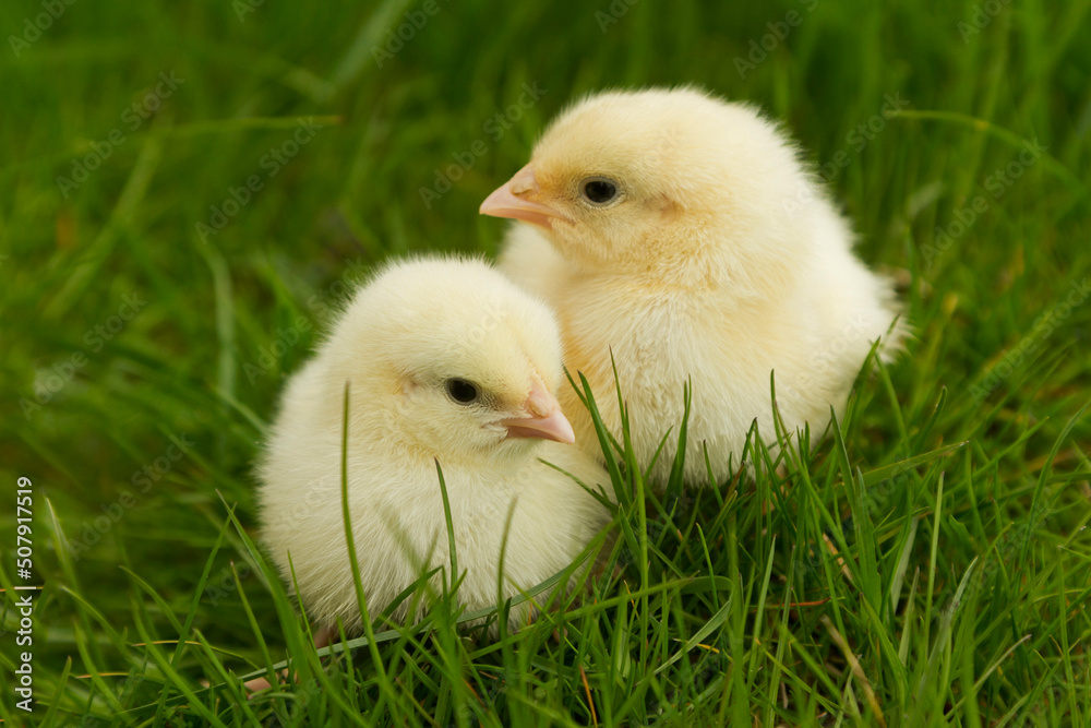 chickens sitting in grass