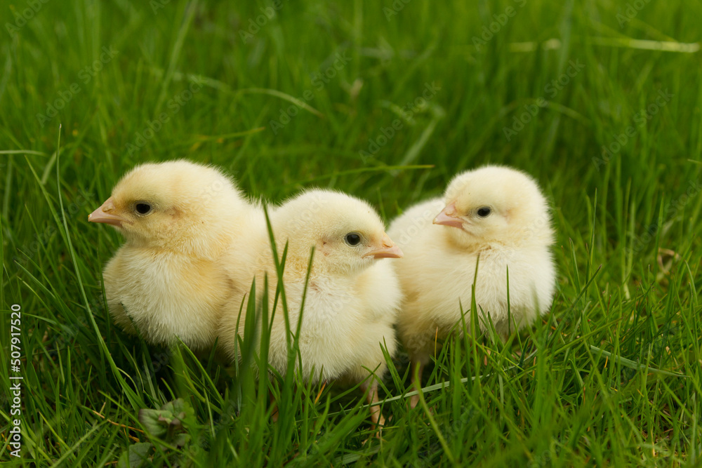 Fototapeta premium chickens sitting in grass
