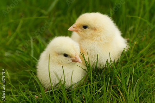 Obraz na płótnie chickens sitting in grass w salonie