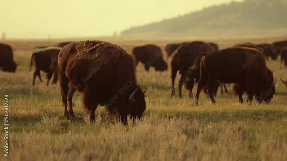 Herd of Colorado American Bisons Sunset Scenery in Slow Motion Herd of Colorado American Bisons Sunset Scenery in Slow Motion