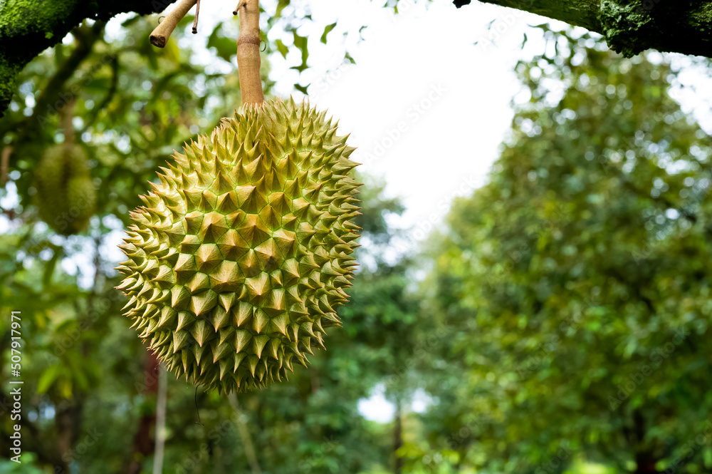 Durian fruit on the branch in the garden ready to harvest, product quality for export in Thailand, agriculture concept Durian fruit on the branch in the garden ready to harvest, product quality for export in Thailand, agriculture concept