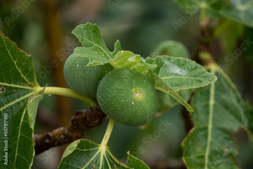 Grüne Feigen am Strauch