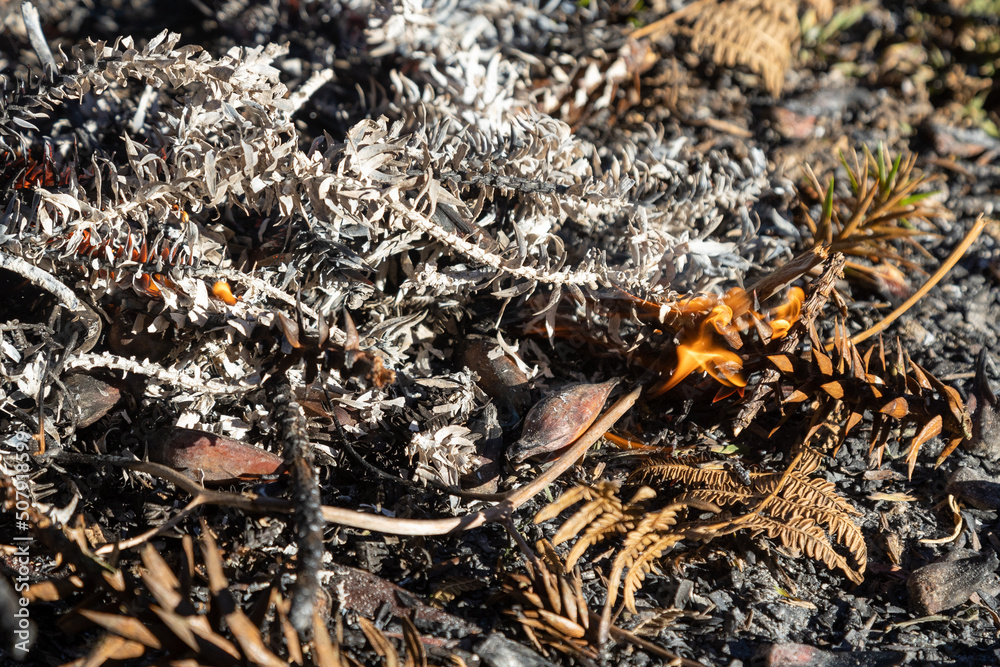 Scorched pine nuts (sapecada de pinhao) is a traditional food on southern Brazil. Pine nuts among araucaria dry burning spruces Scorched pine nuts (sapecada de pinhao) is a traditional food on southern Brazil. Pine nuts among araucaria dry burning spruces