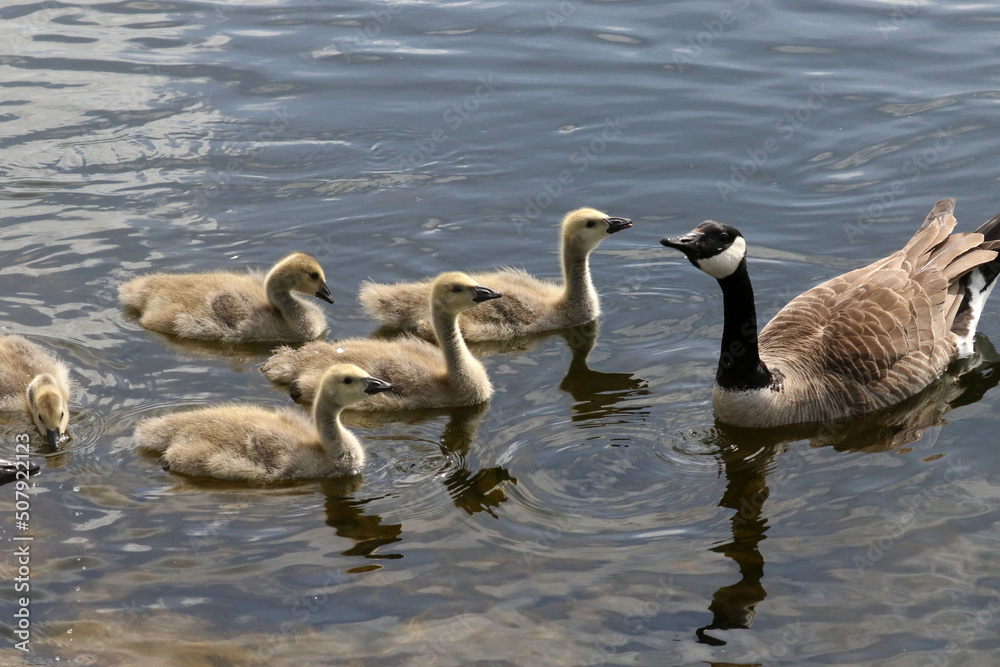 Baby Canada geese on lawn and plopping into river
Baby Canada geese on lawn and plopping into river