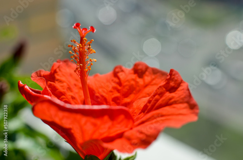 Red hibiscus flower on a green background. In the balcony