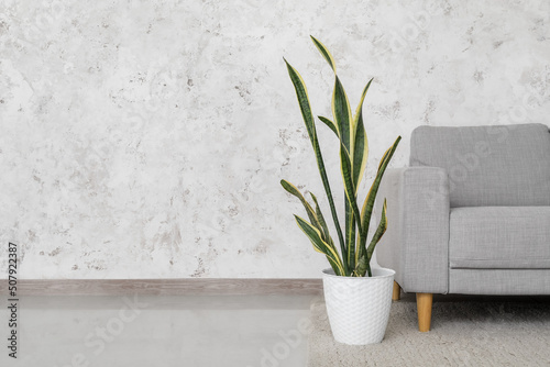 Green houseplant and grey sofa near light wall