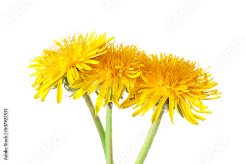 Yellow dandelions on white background, closeup