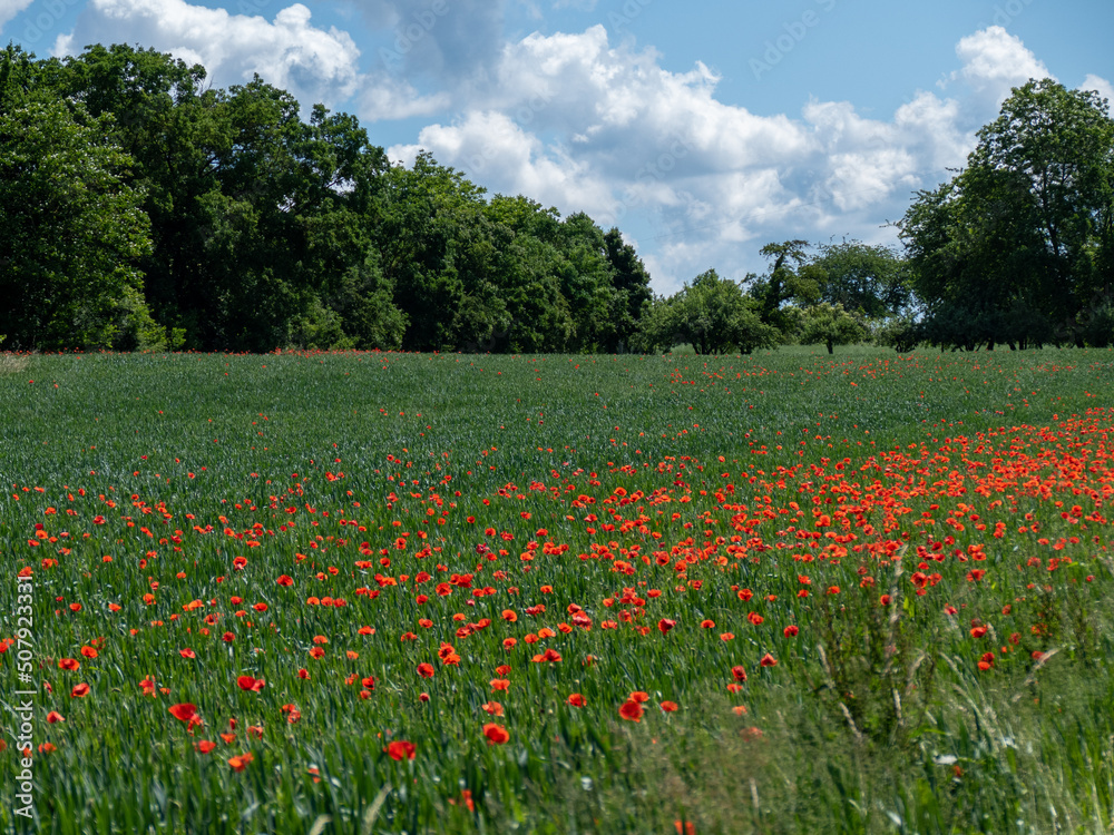 Klatschmohn im Getreidefeld