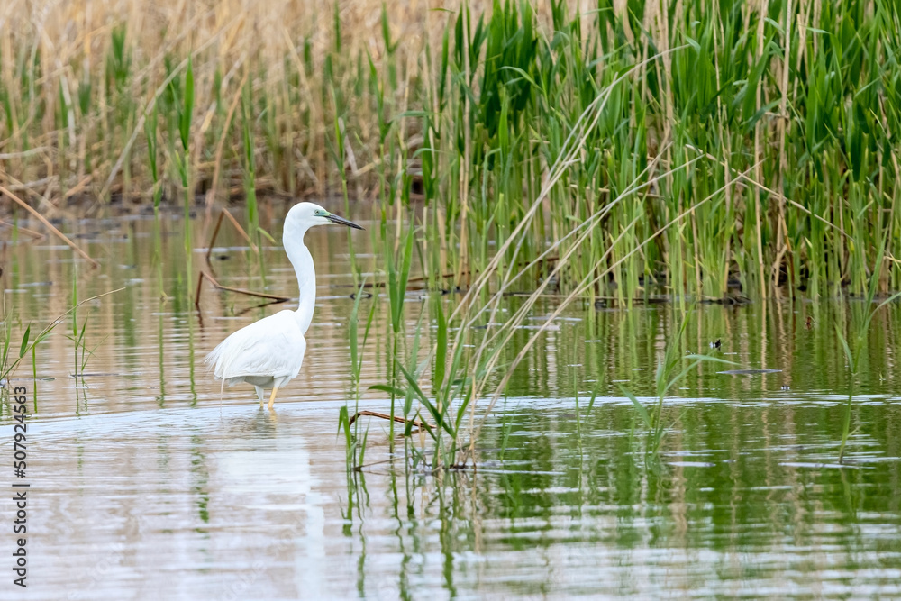 White great egret fishing in the water reeds in the delta of Volga river White great egret fishing in the water reeds in the delta of Volga river
