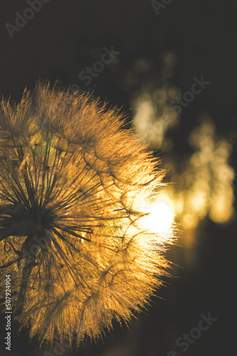 flower heads at sunset