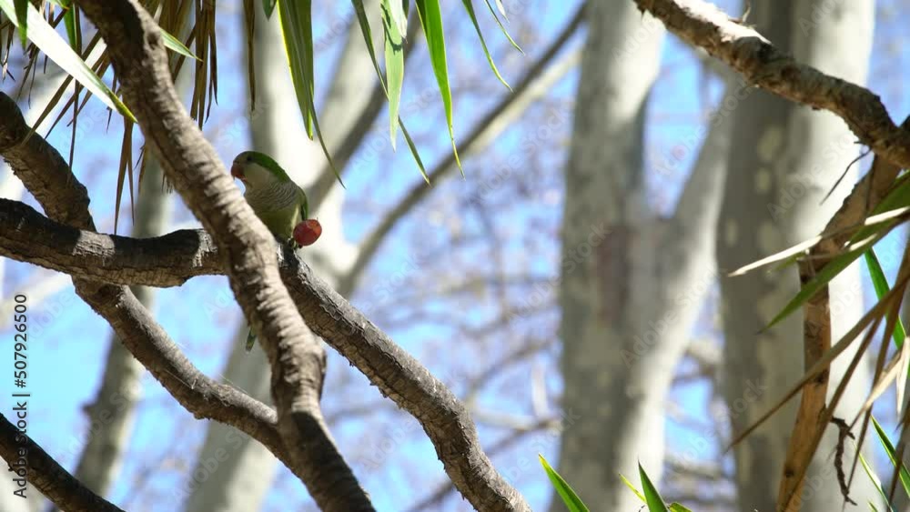 Wild monk parakeet (Myiopsitta monachus) eating fruit in Spain Wild monk parakeet (Myiopsitta monachus) eating fruit in Spain