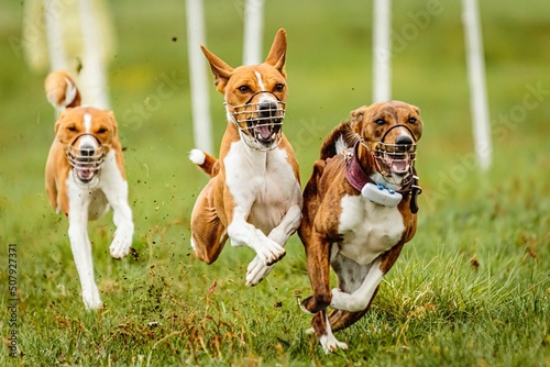 Dog racing training with three basenjis running fast at camera