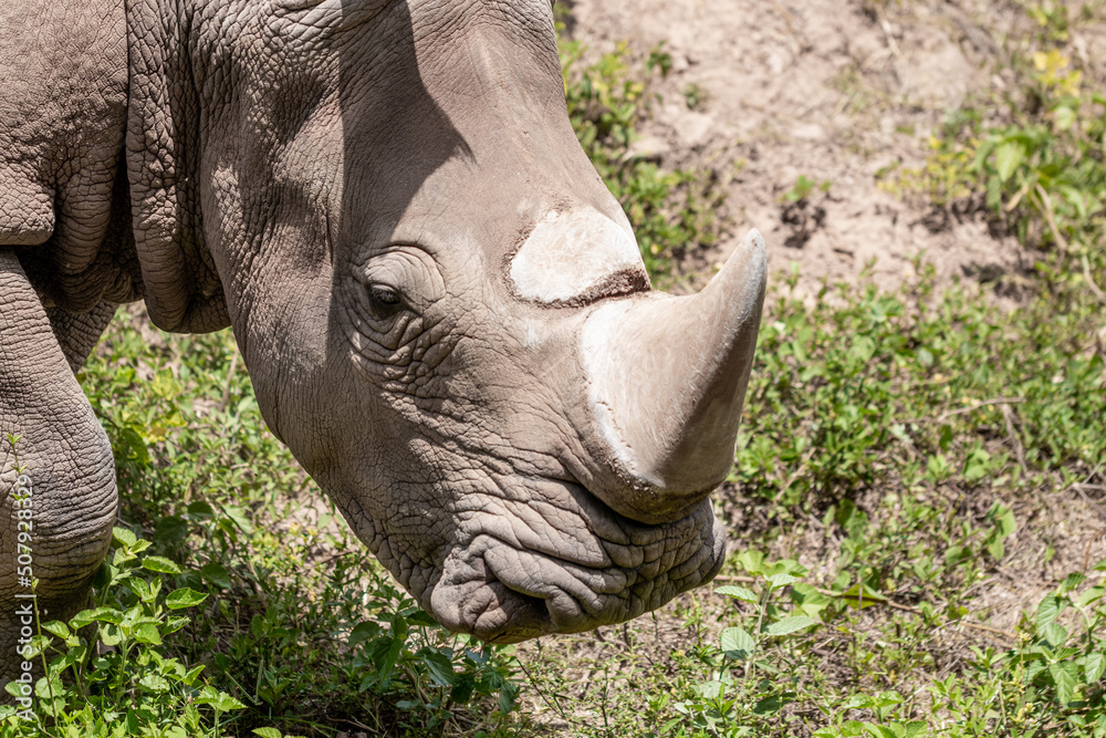 Big rhino in jungle from Brazil.