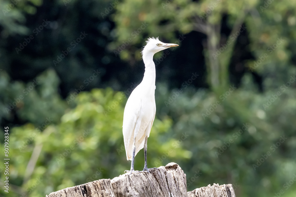 White egret sitting in the branch in forest from Brazil. White egret sitting in the branch in forest from Brazil.