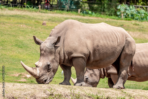 Big rhino in jungle from Brazil.