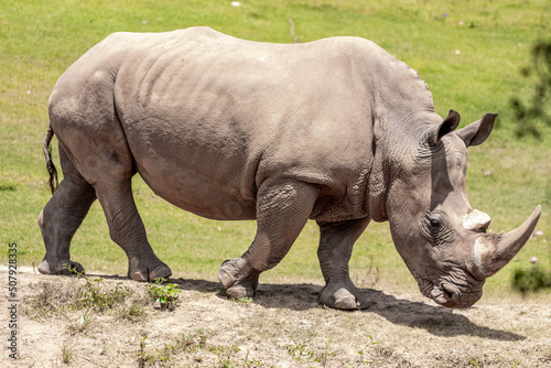 Big rhino in the jungle.