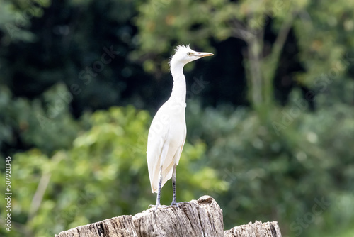 White egret sitting in the branch in forest from Brazil.