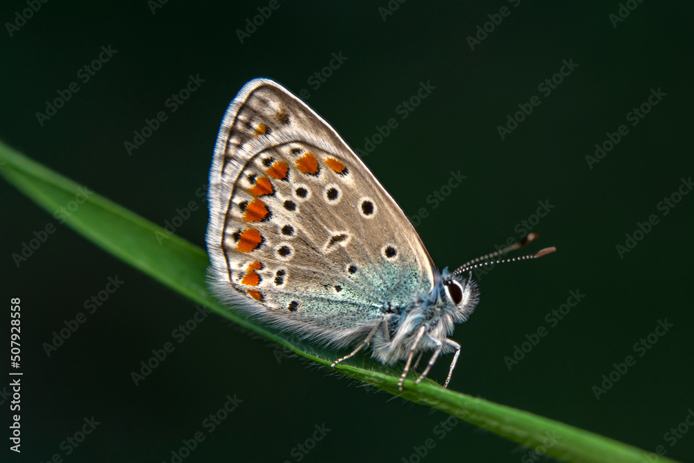 Macro shots, Beautiful nature scene. Closeup beautiful butterfly sitting on the flower in a summer garden.