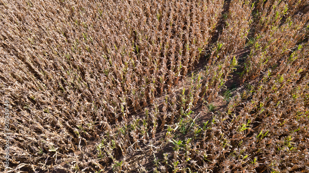 Aerial view of a cornfield in the countryside. On a farm in Brazil. Aerial view of a cornfield in the countryside. On a farm in Brazil.