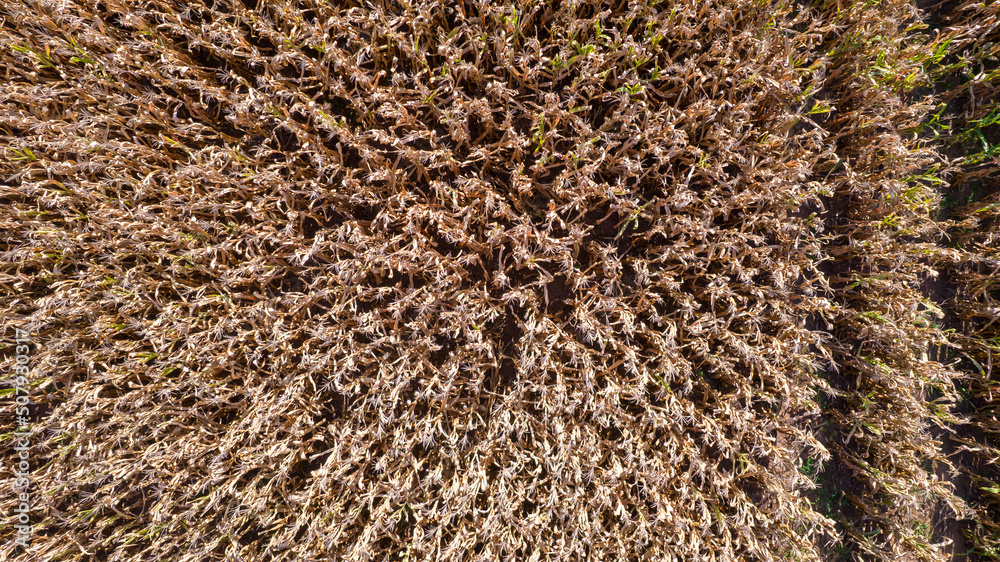 Aerial view of a cornfield in the countryside. On a farm in Brazil. Top view. close up Aerial view of a cornfield in the countryside. On a farm in Brazil. Top view. close up