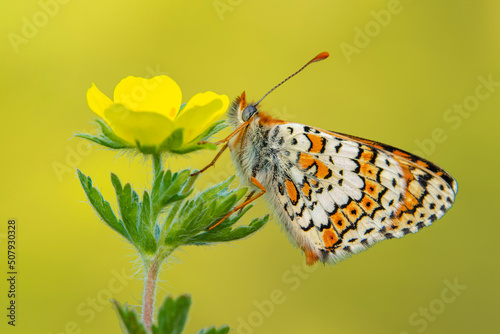 Macro shots, Beautiful nature scene. Closeup beautiful butterfly sitting on the flower in a summer garden.