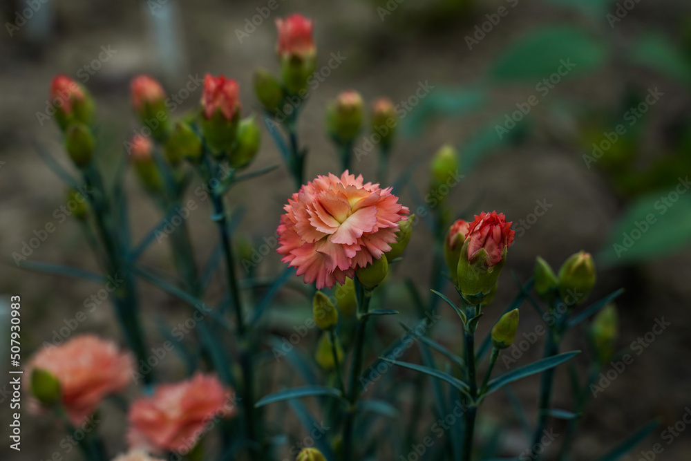 Bright, orange, salmon colored, dianthus plant. Some flowers in bloom, others still buds.