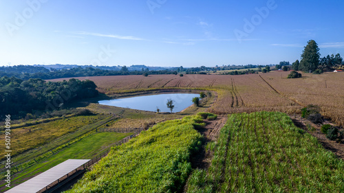 Aerial view of a cornfield in the countryside. On a farm in Brazil. With a lake in the background
