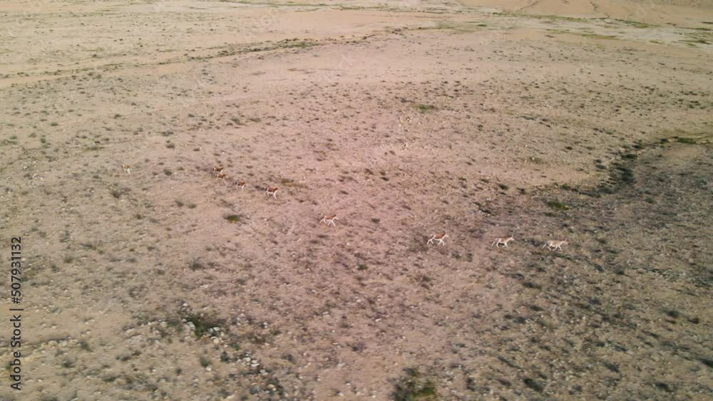 Drone tracking of a group of fast running wild donkeys or asses in the desert on a sunny day. Location is Ramon Crater in thee Negev Desert, Israel.
Drone tracking of a group of fast running wild donkeys or asses in the desert on a sunny day. Location is Ramon Crater in thee Negev Desert, Israel.