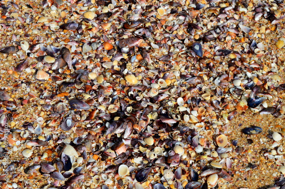 seashells on the beach