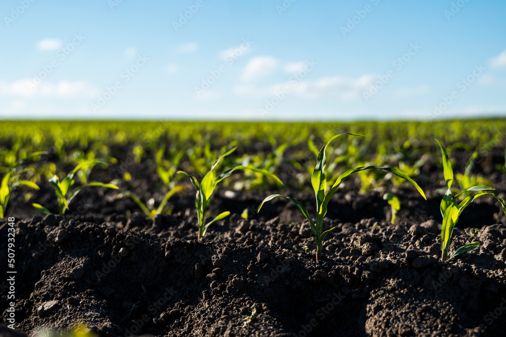 Rows of corn sprouts beginning to grow. Young corn seedlings growing in a soil. Agricultural concepts. Rows of corn sprouts beginning to grow. Young corn seedlings growing in a soil. Agricultural concepts.