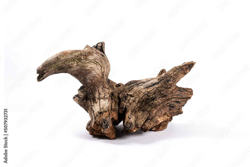 dry dead root isolated on white background