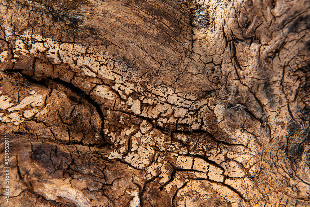 wooden texture background and bark covered in nature wooden texture background and bark covered in nature