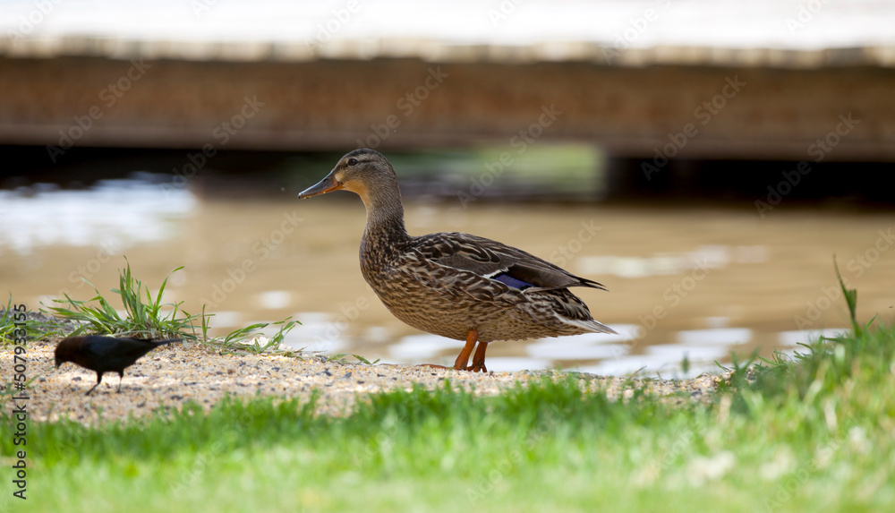 Mallards enjoying a river in Western Ontario. Mallards enjoying a river in Western Ontario.