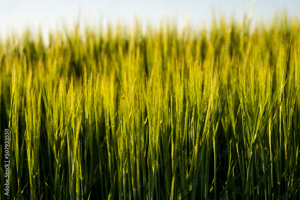 Young green barley growing in agricultural field in spring. Unripe cereals. The concept of agriculture, organic food. Barleys sprout growing in soil. Close up on sprouting barley in sunset. Young green barley growing in agricultural field in spring. Unripe cereals. The concept of agriculture, organic food. Barleys sprout growing in soil. Close up on sprouting barley in sunset.
