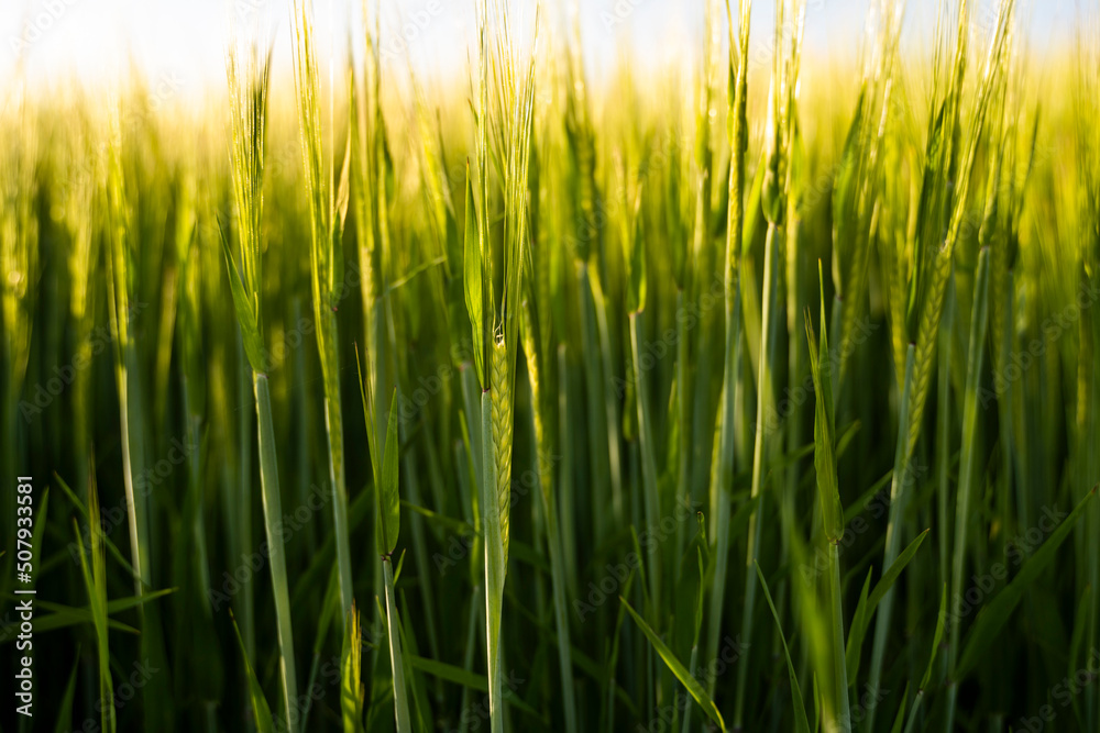 Young green barley growing in agricultural field in spring. Unripe cereals. The concept of agriculture, organic food. Barleys sprout growing in soil. Close up on sprouting barley in sunset.