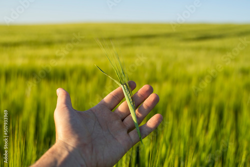 Farmer keeps a green barley spikelet in a hand against barley field in a daytime.