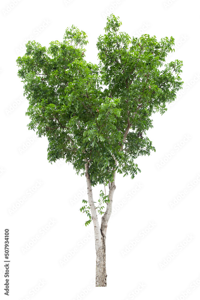 Large green tree is isolated on a white background. clipping path