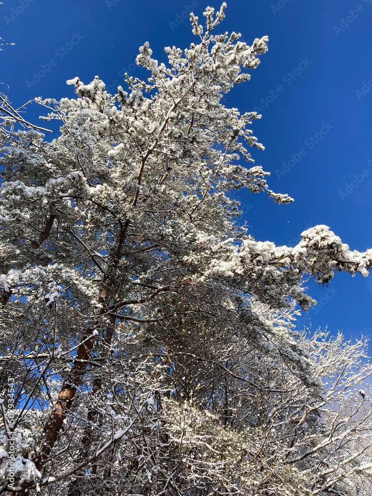 Snow covered pine tree against the blue sky Snow covered pine tree against the blue sky