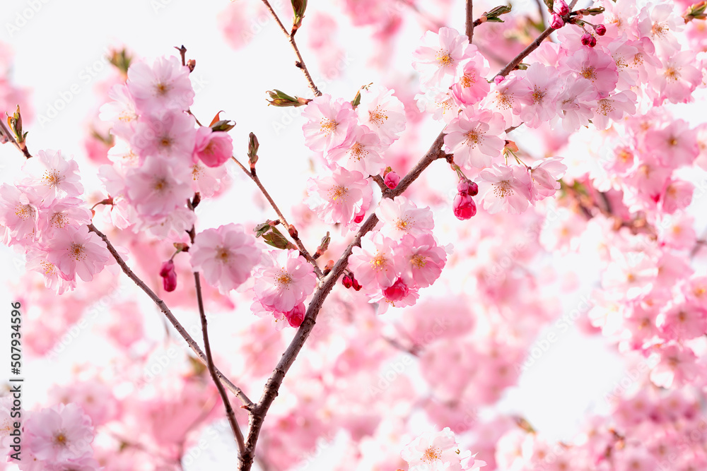 delicate flowers of pink sakura . Delicate artistic photo. selective focus.
delicate flowers of pink sakura . Delicate artistic photo. selective focus.
