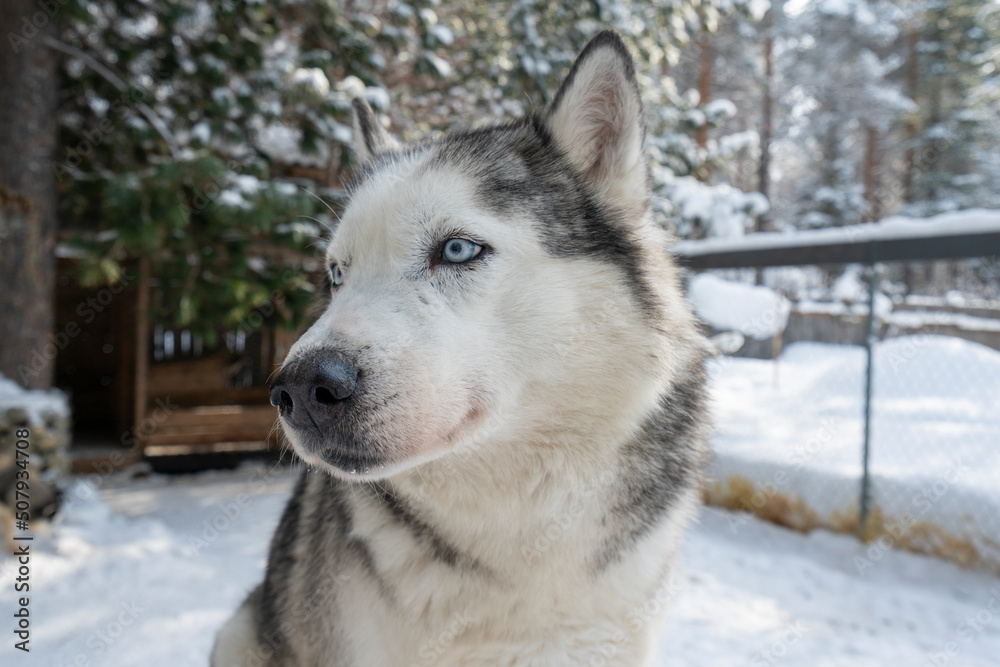 Dog siberian hasky on winter background.
