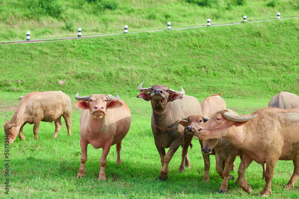 Obraz premium herd of Thai buffalo grazing on the meadow